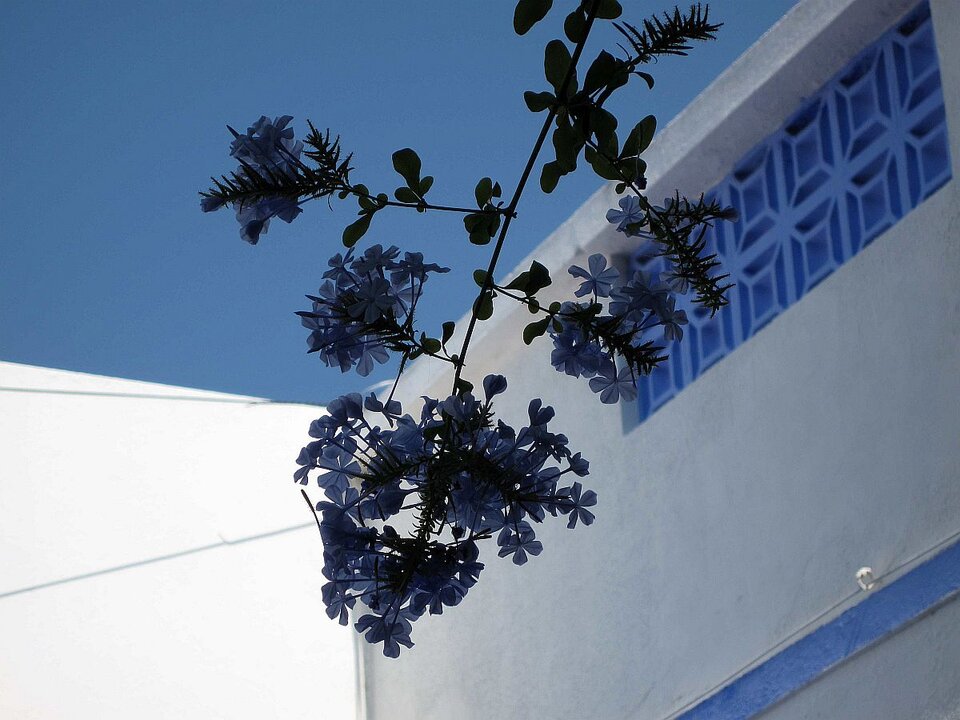 Sigrid Braun-Umbach - blaublau