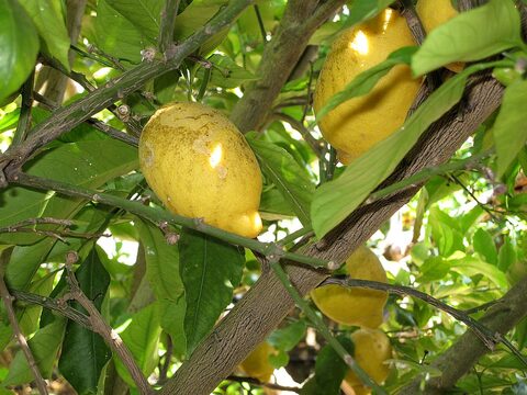 Sigrid Braun-Umbach - under the Lemontree