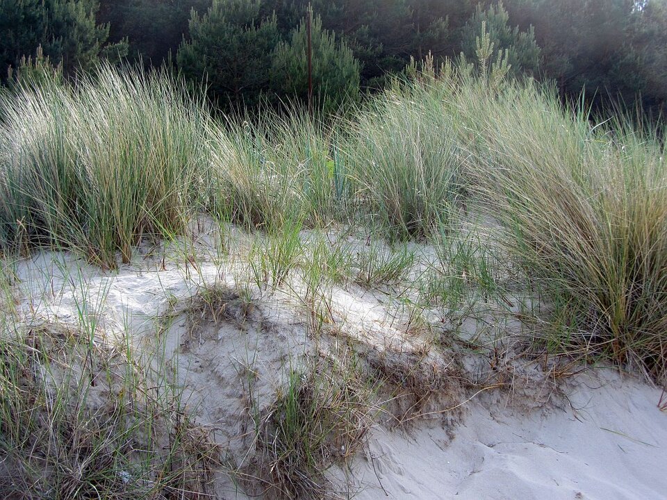 Sigrid Braun-Umbach - Usedom...