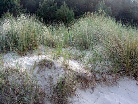 Sigrid Braun-Umbach - Usedom...