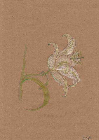 Sigrid Braun-Umbach - Lilie 1